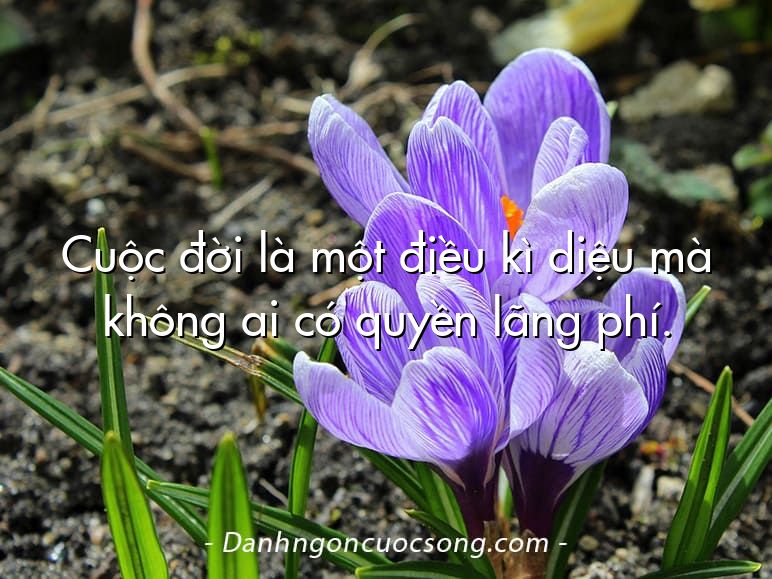 Cuộc đời là một điều kì diệu mà không ai có quyền lãng phí.  