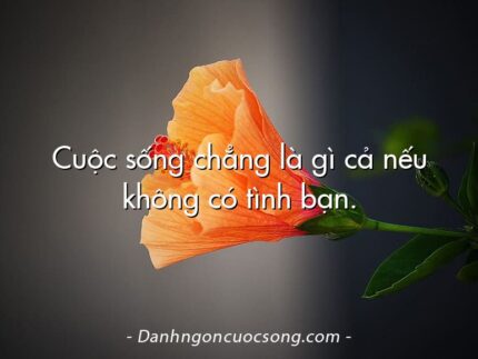 Cuộc sống chẳng là gì cả nếu không có tình bạn.
