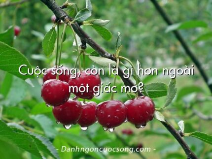 Cuộc sống, còn là gì hơn ngoài một giấc mơ?