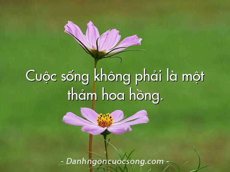 Cuộc sống không phải là một thảm hoa hồng.
