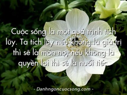 Cuộc sống là một quá trình tích lũy. Ta tích lũy nếu không là giá trị thì sẽ là món nợ, nếu không là quyền lợi thì sẽ là nuối tiếc.