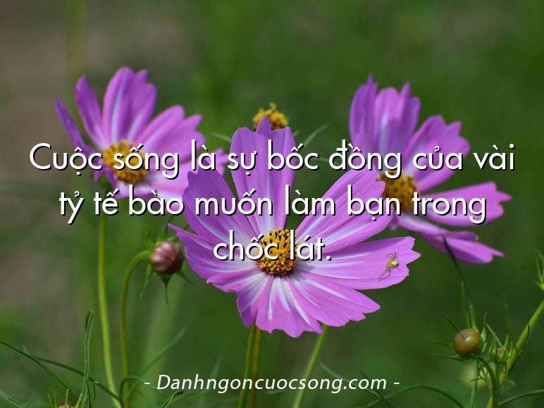 Cuộc sống là sự bốc đồng của vài tỷ tế bào muốn làm bạn trong chốc lát.