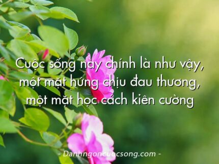 Cuộc sống này chính là như vậy, một mặt hứng chịu đau thương, một mặt học cách kiên cường