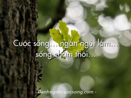 Cuộc sống… ngắn ngủi lắm… sống chậm thôi…