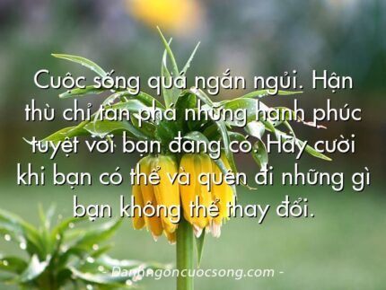 Cuộc sống quá ngắn ngủi. Hận thù chỉ tàn phá những hạnh phúc tuyệt vời bạn đang có. Hãy cười khi bạn có thể và quên đi những gì bạn không thể thay đổi.
