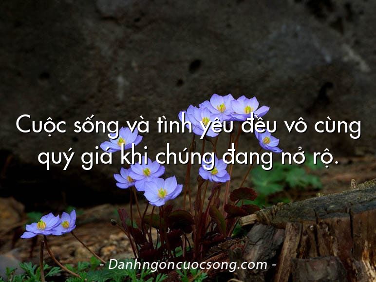 Cuộc sống và tình yêu đều vô cùng quý giá khi chúng đang nở rộ.