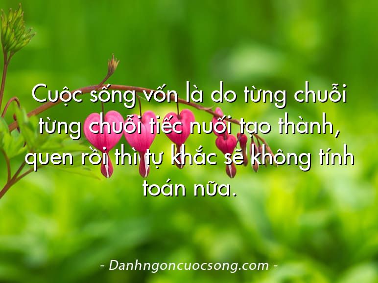 Cuộc sống vốn là do từng chuỗi từng chuỗi tiếc nuối tạo thành, quen rồi thì tự khắc sẽ không tính toán nữa.