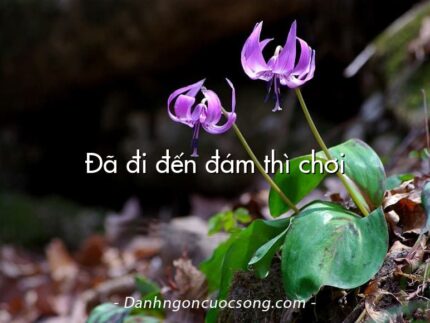 Đã đi đến đám thì chơi