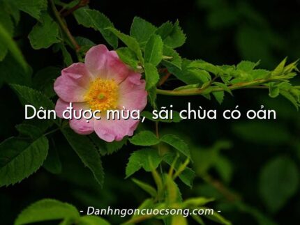 Dân được mùa, sãi chùa có oản