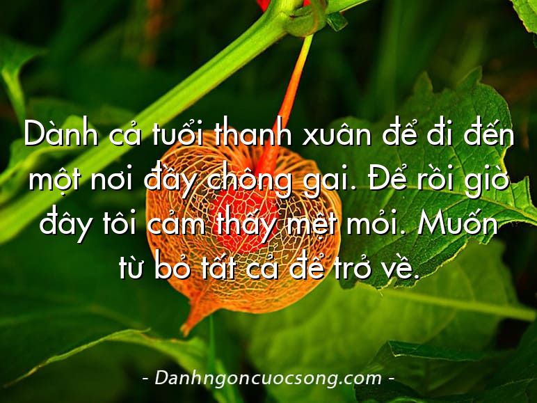 Dành cả tuổi thanh xuân để đi đến một nơi đầy chông gai. Để rồi giờ đây tôi cảm thấy mệt mỏi. Muốn từ bỏ tất cả để trở về.