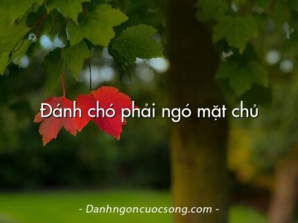 Đánh chó phải ngó mặt chủ