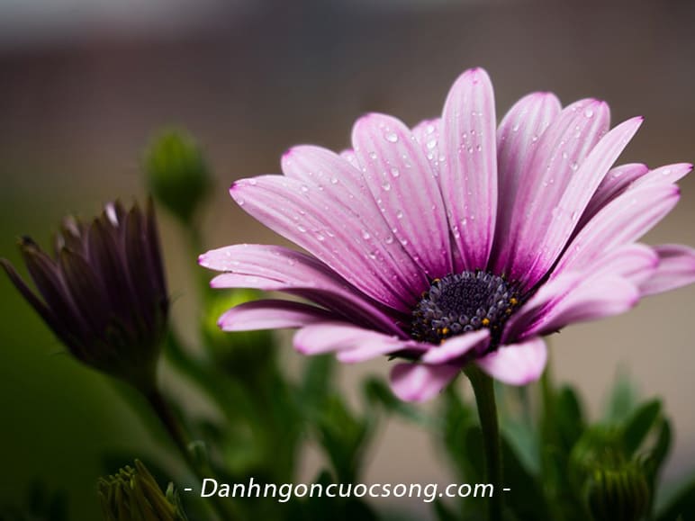 danhngoncuocsong (6)