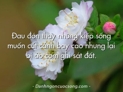 Đau đớn thay những kiếp sống muốn cất cánh bay cao nhưng lại bị áo cơm ghì sát đất.