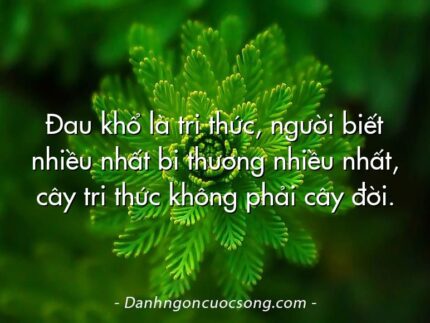 Đau khổ là tri thức, người biết nhiều nhất bi thương nhiều nhất, cây tri thức không phải cây đời.