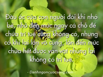 Đầu óc của con người đôi khi nhỏ bé, nhỏ đến mức ngay cả chỗ để chứa trí tuệ cũng không có, nhưng có khi lại lớn vô cùng, lớn đến mức chứa hết được vạn vật nhưng lại không có trí tuệ.