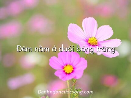 Đêm nằm ở dưới bóng trăng