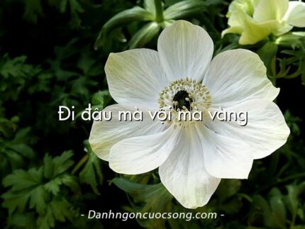 Đi đâu mà vội mà vàng