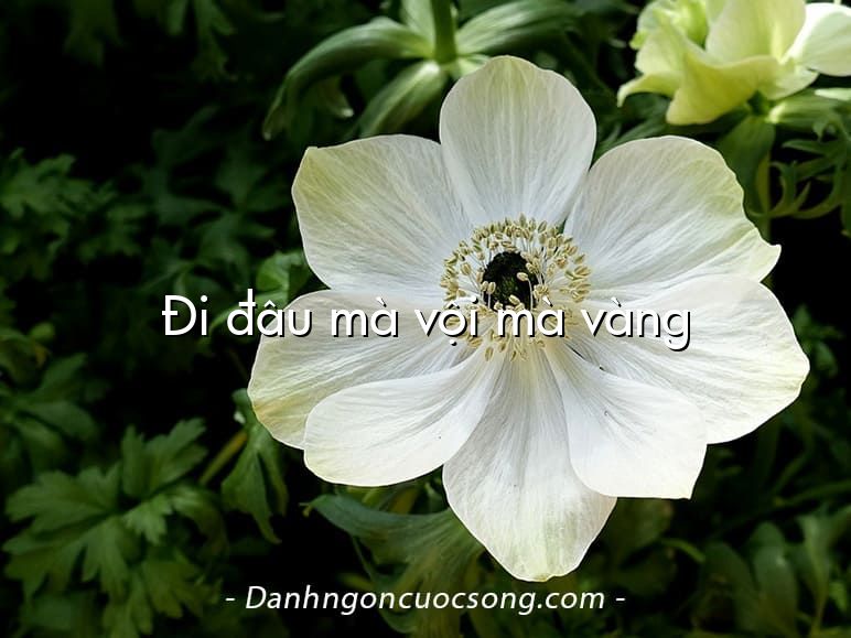 Đi đâu mà vội mà vàng