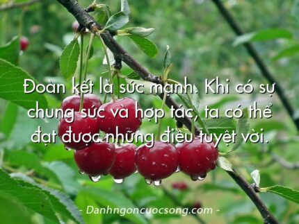 Đoàn kết là sức mạnh. Khi có sự chung sức và hợp tác, ta có thể đạt được những điều tuyệt vời.
