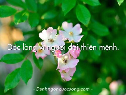 Dốc lòng vì người đợi thiên mệnh.