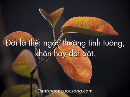 Đời là thế: ngốc thường tinh tướng, khôn hay dại dột.