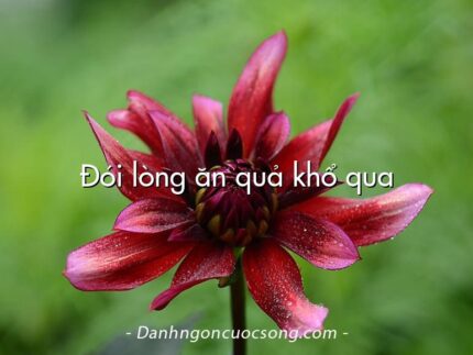 Đói lòng ăn quả khổ qua