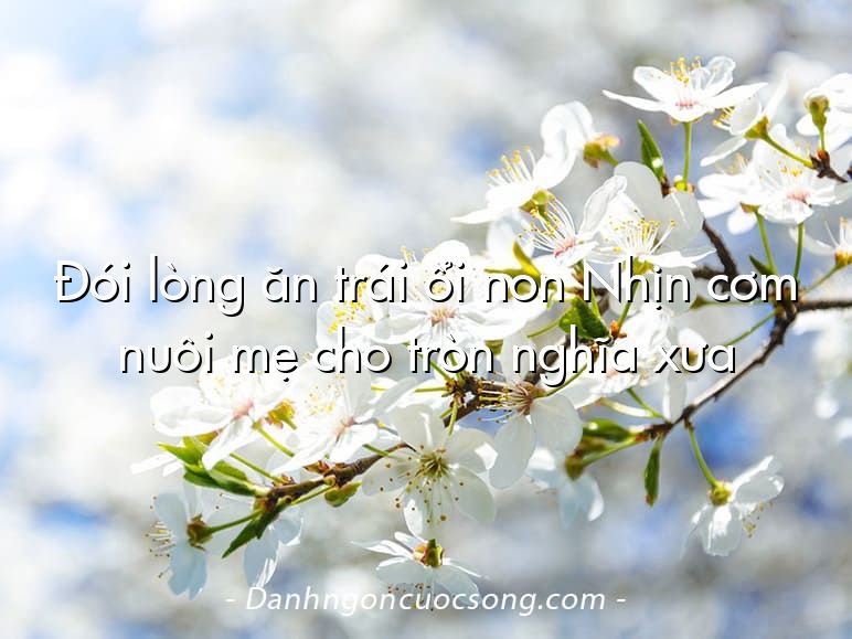 Đói lòng ăn trái ổi non Nhịn cơm nuôi mẹ cho tròn nghĩa xưa