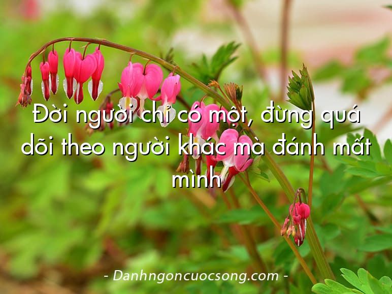 Đời người chỉ có một, đừng quá dõi theo người khác mà đánh mất mình
