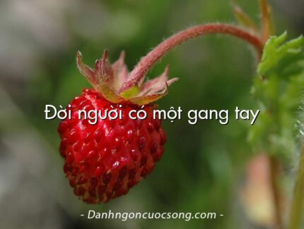 Đời người có một gang tay