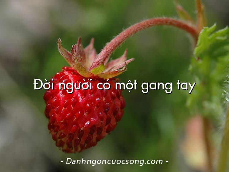 Đời người có một gang tay