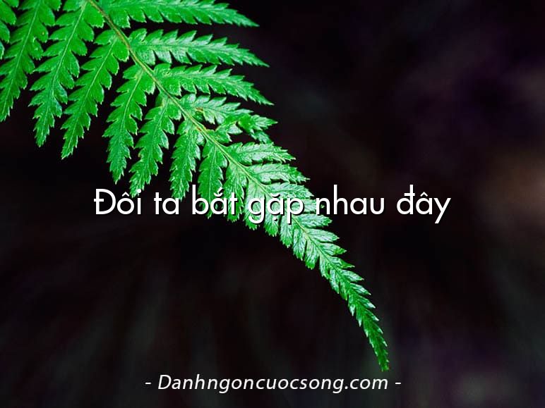 Đôi ta bắt gặp nhau đây