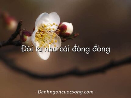 Đôi ta như cái đòng đòng