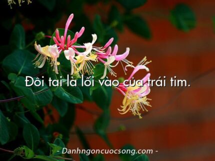 Đôi tai là lối vào của trái tim.