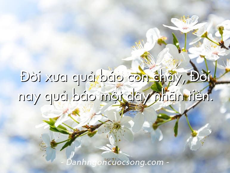 Đời xưa quả báo còn chầy, Đời nay quả báo một dây nhãn tiền.