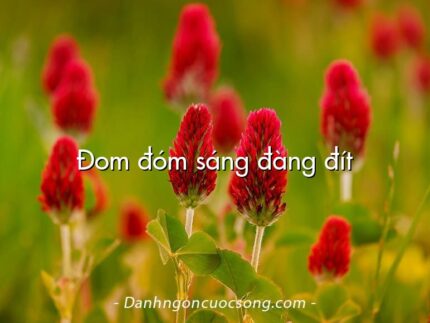 Đom đóm sáng đàng đít