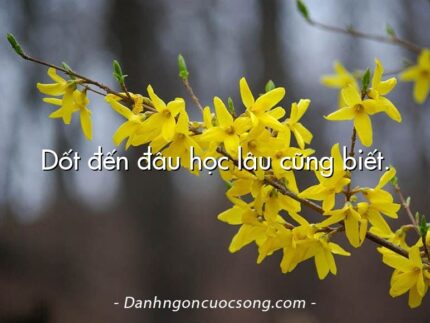 Dốt đến đâu học lâu cũng biết.