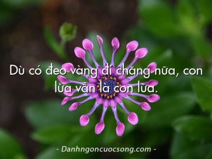 Dù có đeo vàng đi chăng nữa, con lừa vẫn là con lừa.