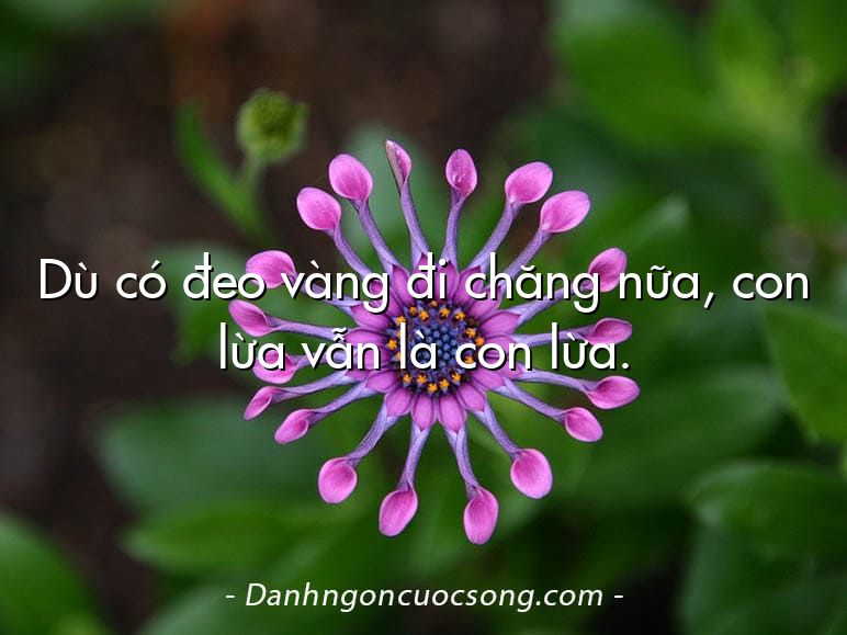 Dù có đeo vàng đi chăng nữa, con lừa vẫn là con lừa.