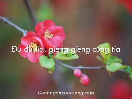 Đu đủ tía, giềng giềng cũng tía