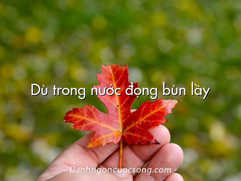 Dù trong nước đọng bùn lầy