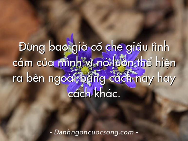 Đừng bao giờ cố che giấu tình cảm của mình vì nó luôn thể hiện ra bên ngoài bằng cách này hay cách khác.