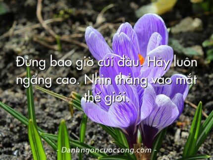 Đừng bao giờ cúi đầu. Hãy luôn ngẩng cao. Nhìn thẳng vào mắt thế giới.