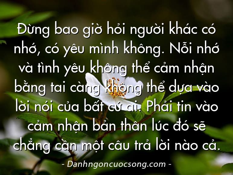 Đừng bao giờ hỏi người khác có nhớ, có yêu mình không. Nỗi nhớ và tình yêu không thể cảm nhận bằng tai càng không thể dựa vào lời nói của bất cứ ai. Phải tin vào cảm nhận bản thân lúc đó sẽ chẳng cần một câu trả lời nào cả.