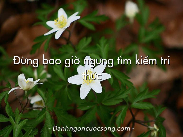 Đừng bao giờ ngưng tìm kiếm tri thức