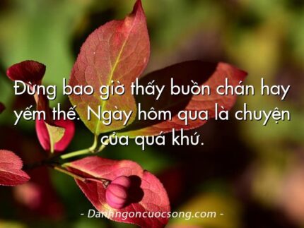 Đừng bao giờ thấy buồn chán hay yếm thế. Ngày hôm qua là chuyện của quá khứ.