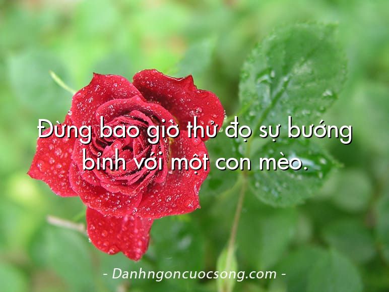 Đừng bao giờ thử đọ sự bướng bỉnh với một con mèo.