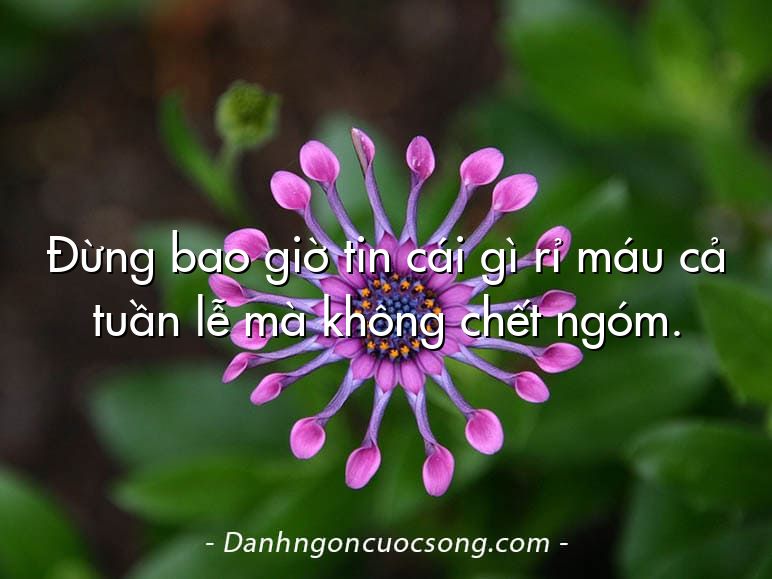 Đừng bao giờ tin cái gì rỉ máu cả tuần lễ mà không chết ngóm.