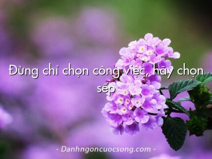 Đừng chỉ chọn công việc, hãy chọn sếp