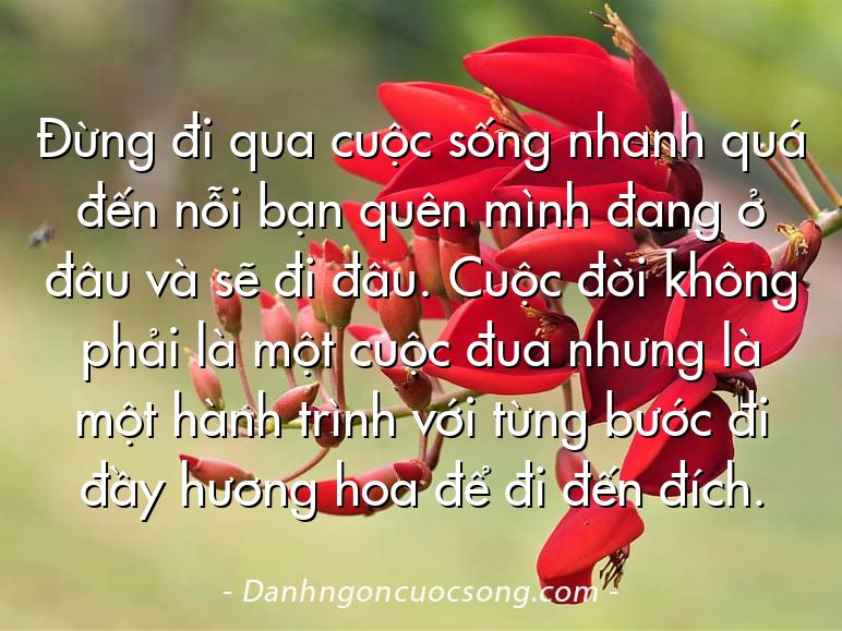 Đừng đi qua cuộc sống nhanh quá đến nỗi bạn quên mình đang ở đâu và sẽ đi đâu. Cuộc đời không phải là một cuộc đua nhưng là một hành trình với từng bước đi đầy hương hoa để đi đến đích.