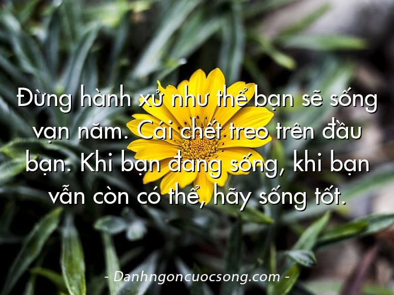 Đừng hành xử như thể bạn sẽ sống vạn năm. Cái chết treo trên đầu bạn. Khi bạn đang sống, khi bạn vẫn còn có thể, hãy sống tốt.